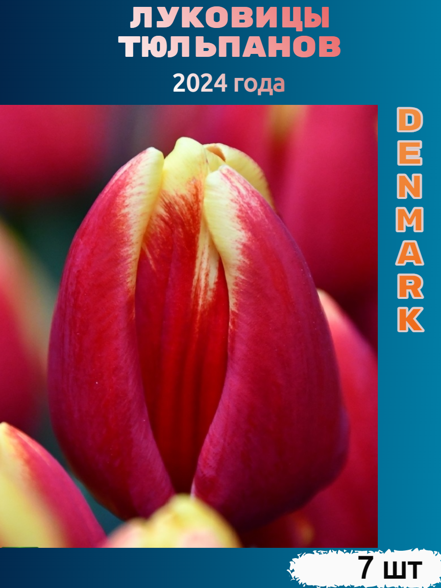 Луковицы тюльпана Denmark (7 шт)