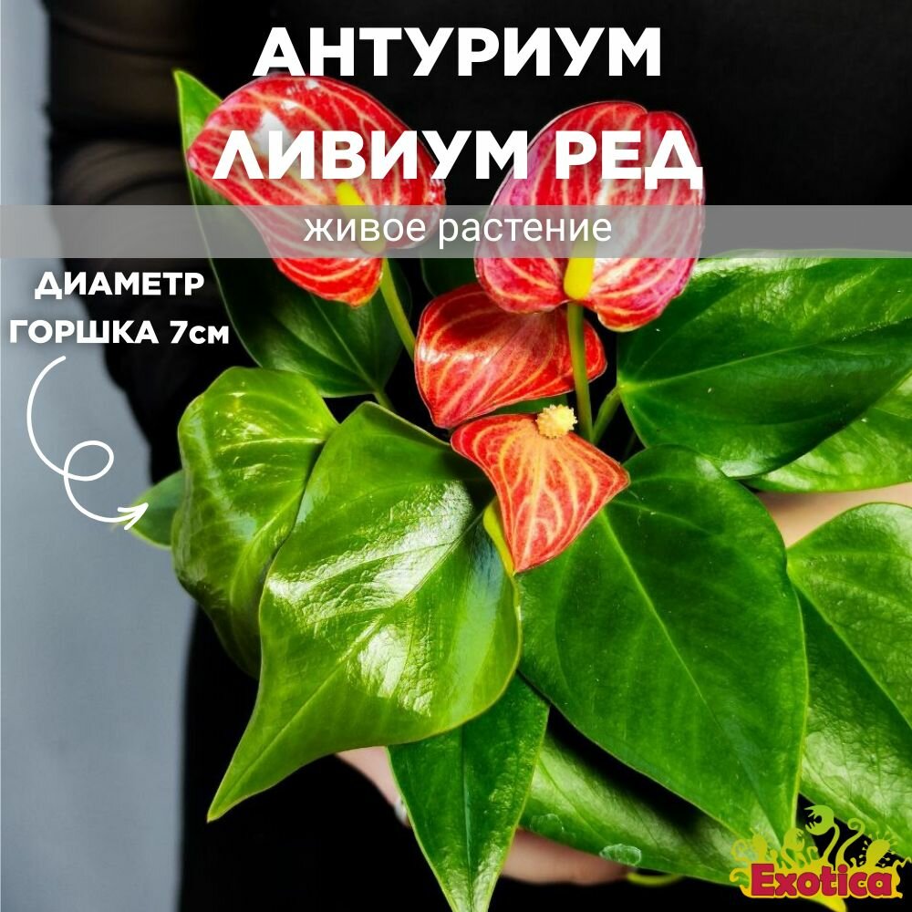 фото Антуриум Ливиум Ред (Anthurium Livium Red Micro) D7см