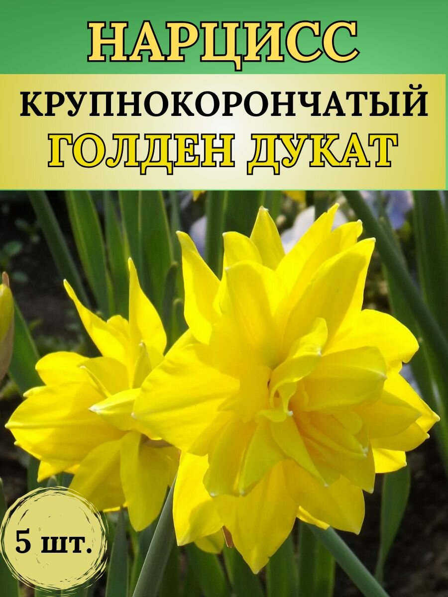 Нарциссы луковицы многолетние цветы 5 штук