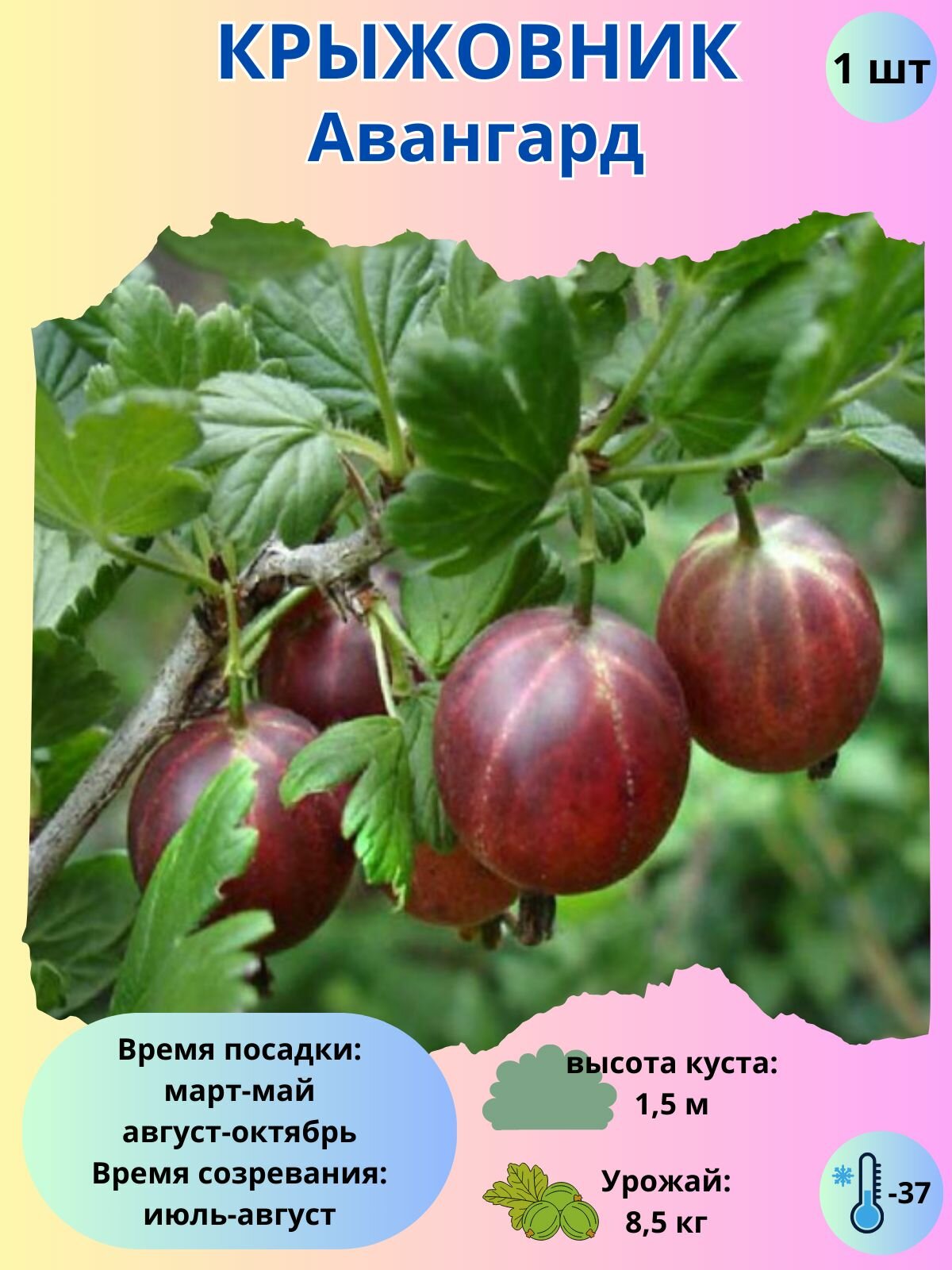 Крыжовник Авангард, ягодный кустарник