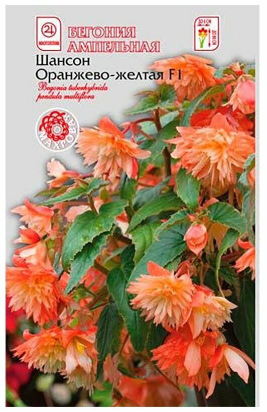 Семена бегонии Семена Алтая 