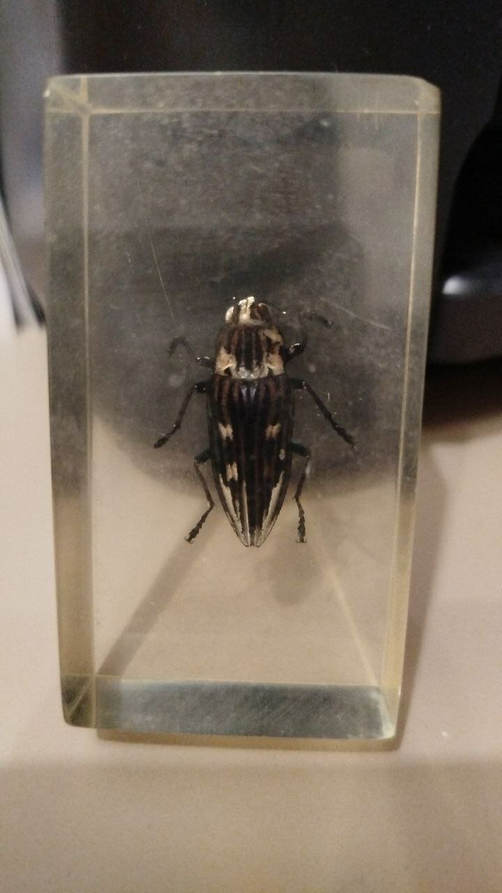 Насекомое Халькофора японская