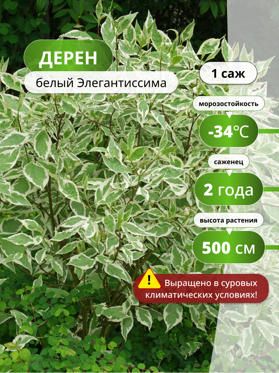 Дерен белый Элегантиссима (Elegantissima) / саженец дерена высокорослый кустарник