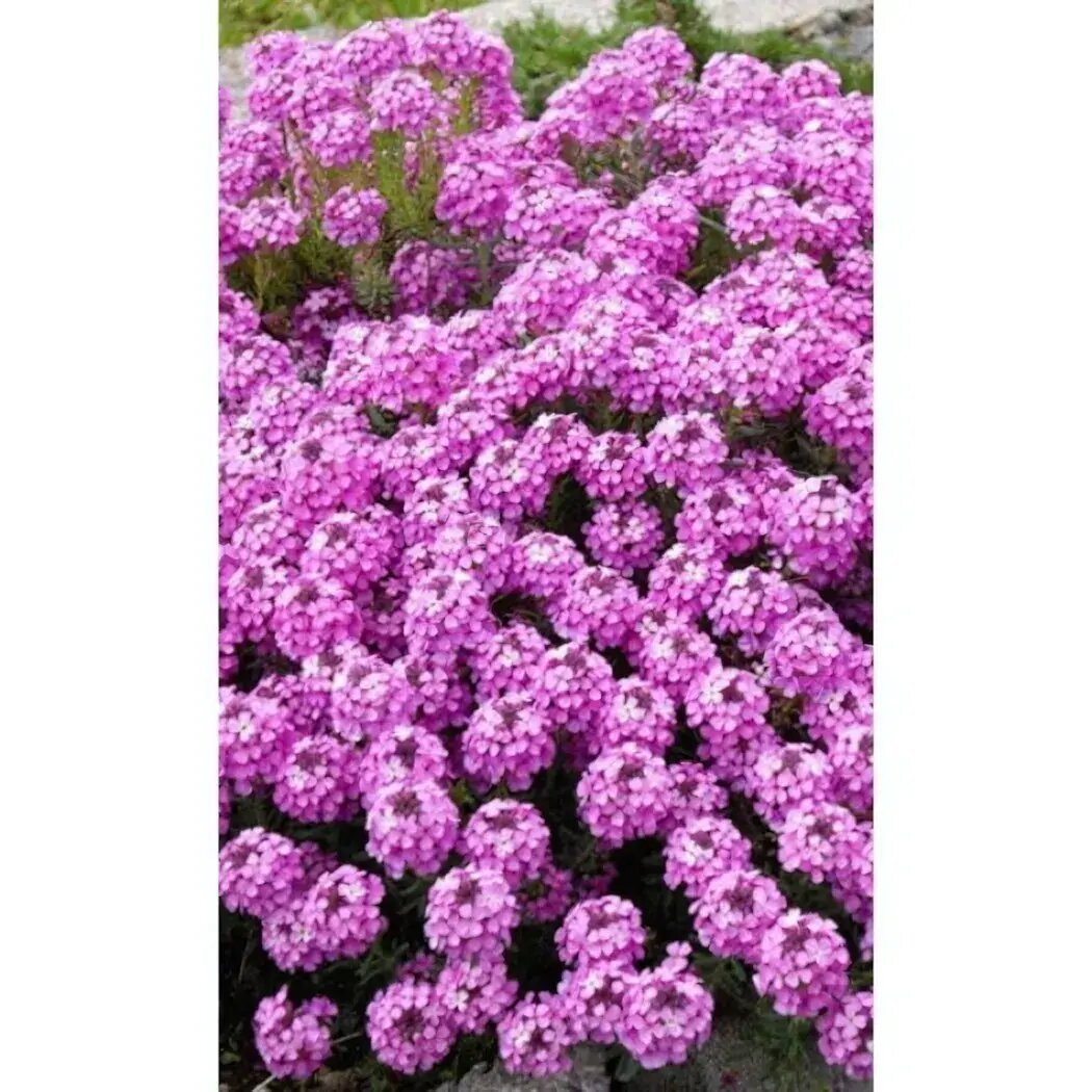 Семена Иберис зонтичный Розовый душистые цветы высота 30 см для бордюров