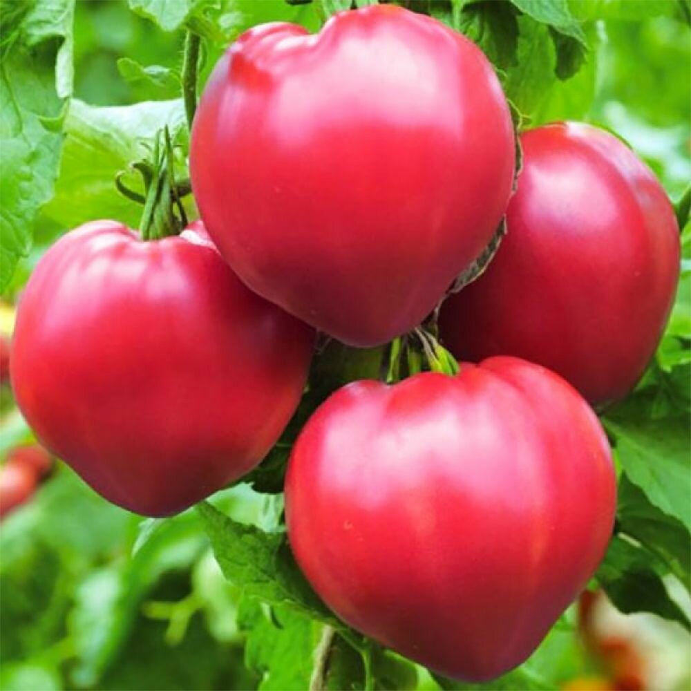 Коллекционные семена томата Бычье сердце