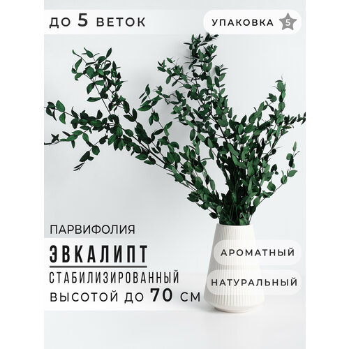 Сухоцвет Эвкалипт стабилизированный, Сухоцветы для декора ARANTA, Букет 70 см, 120 гр