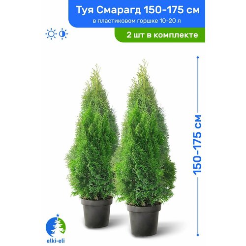 Туя западная Смарагд 150-175 см в пластиковом горшке 10-20 л, саженец, хвойное живое растение, комплект из 2 шт зеленый