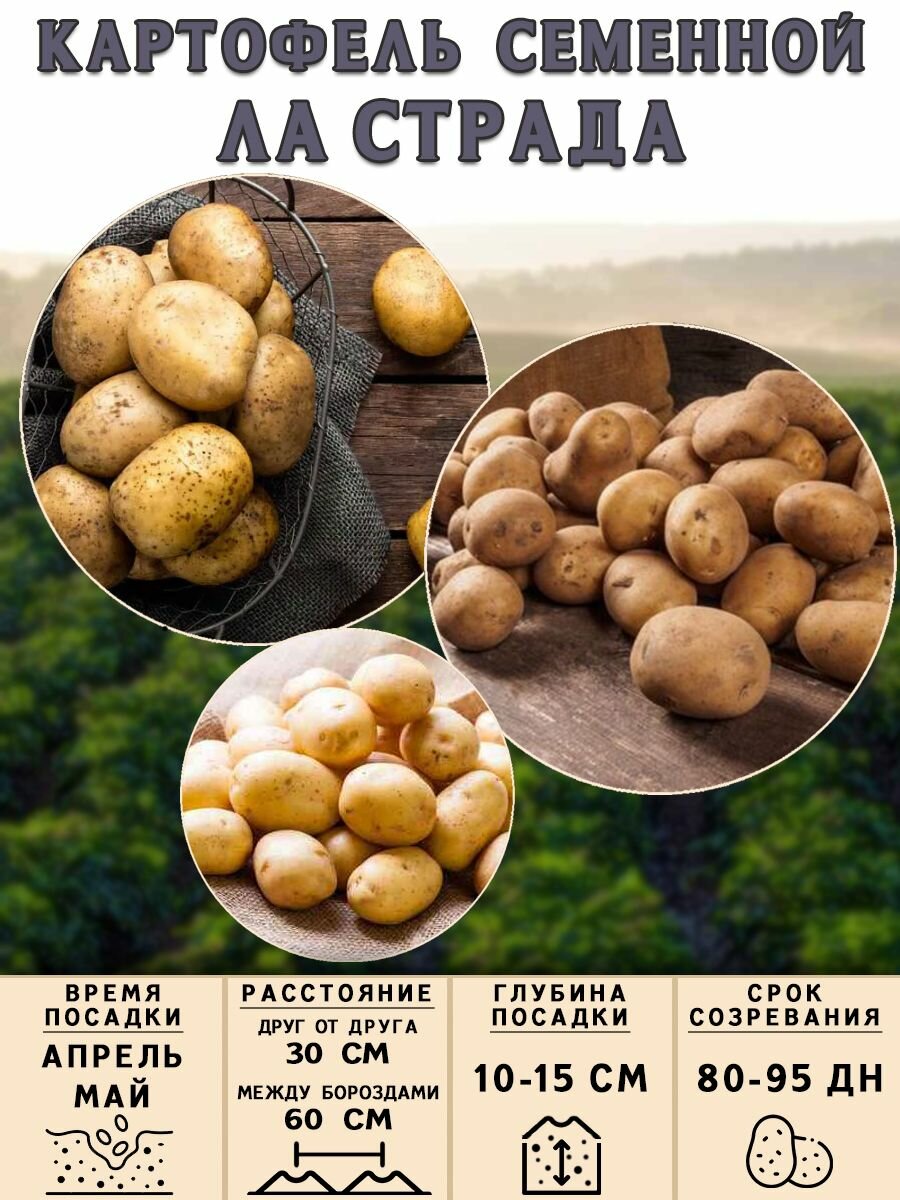 Клубни картофеля на посадку Ла Страда (суперэлита) 2 кг Средний - фотография № 3