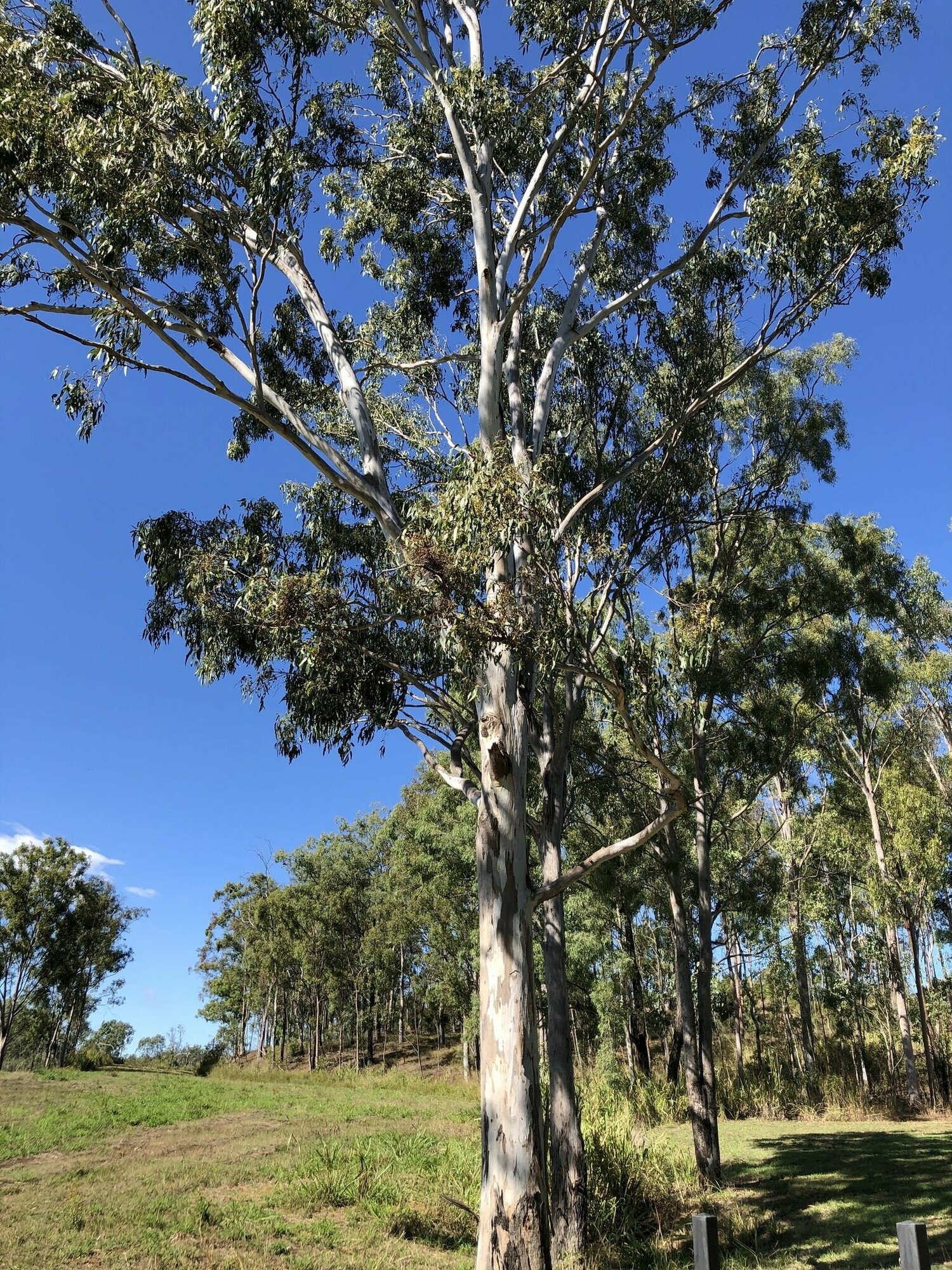 Эвкалипт красный лесной (лат. Eucalyptus tereticornis) семена 500шт + подарочек