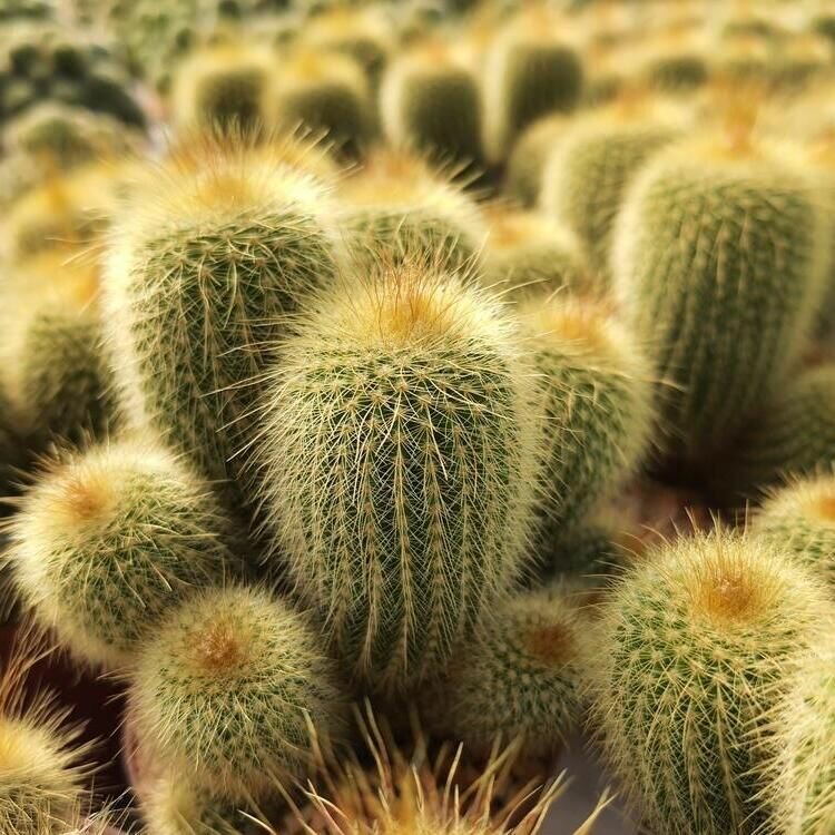 Нотокактус Ленингхауза Груп (Notocactus Leninghausii Group) D5см