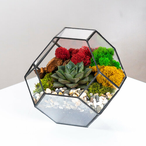 Ваза для флорариума Октаэдр в суккулентом Эхеверия , Каменная роза