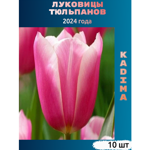 Луковицы тюльпана Kadima (10 шт) тюльпан avantgarde 5 луковиц