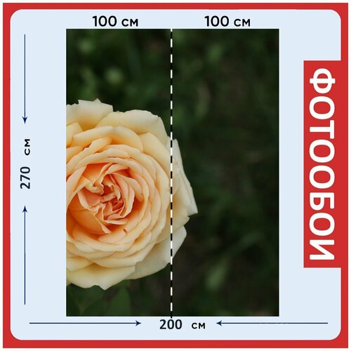Фотообои Роза цветок желтый цветок 200x270 см флизелиновыена стену 2940₽