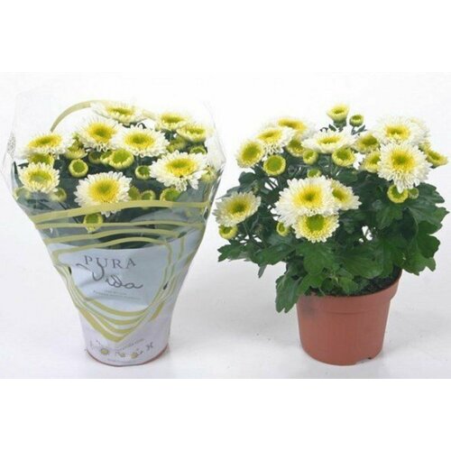 Растение Хризантема пура