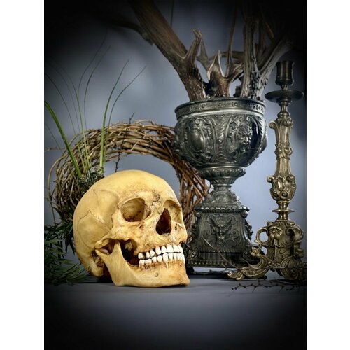 Череп человека (анатомическая модель из пластика в масштабе 1:1)