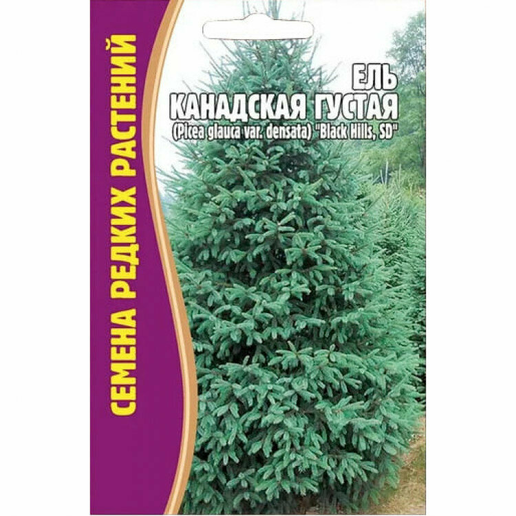 Семена Ели Канадской Густой (Picea glauca var.densata) 