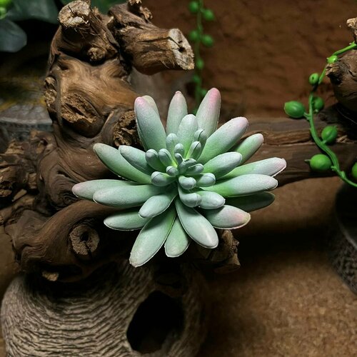 Реалистичное растение суккулент для террариума седум Simbel №68. Товары для животных. Декор для террариума