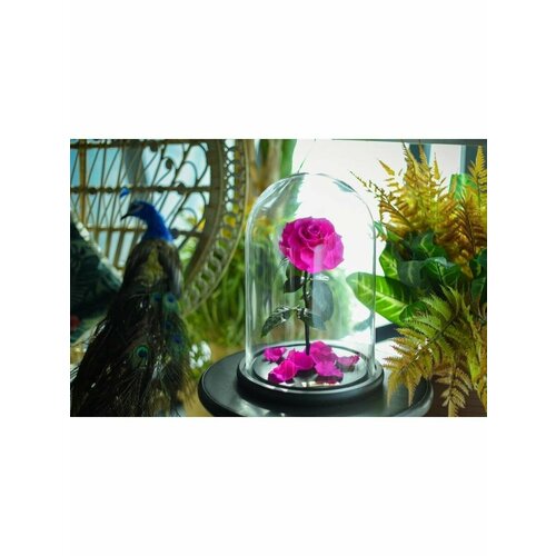 Живая Роза в колбе с подарочной коробкой