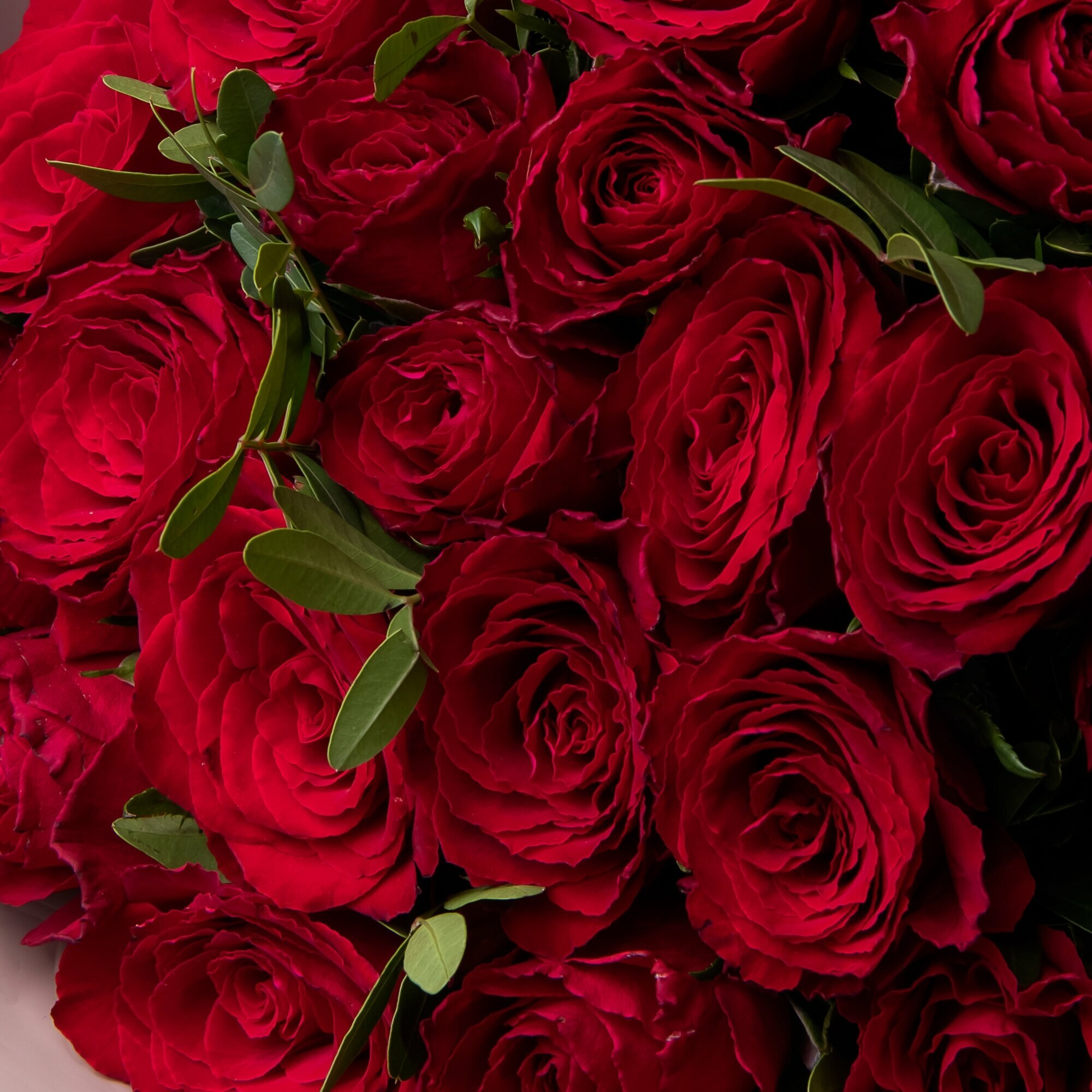 Букет «Розы промо с фисташкой, красные, 25 стеблей»