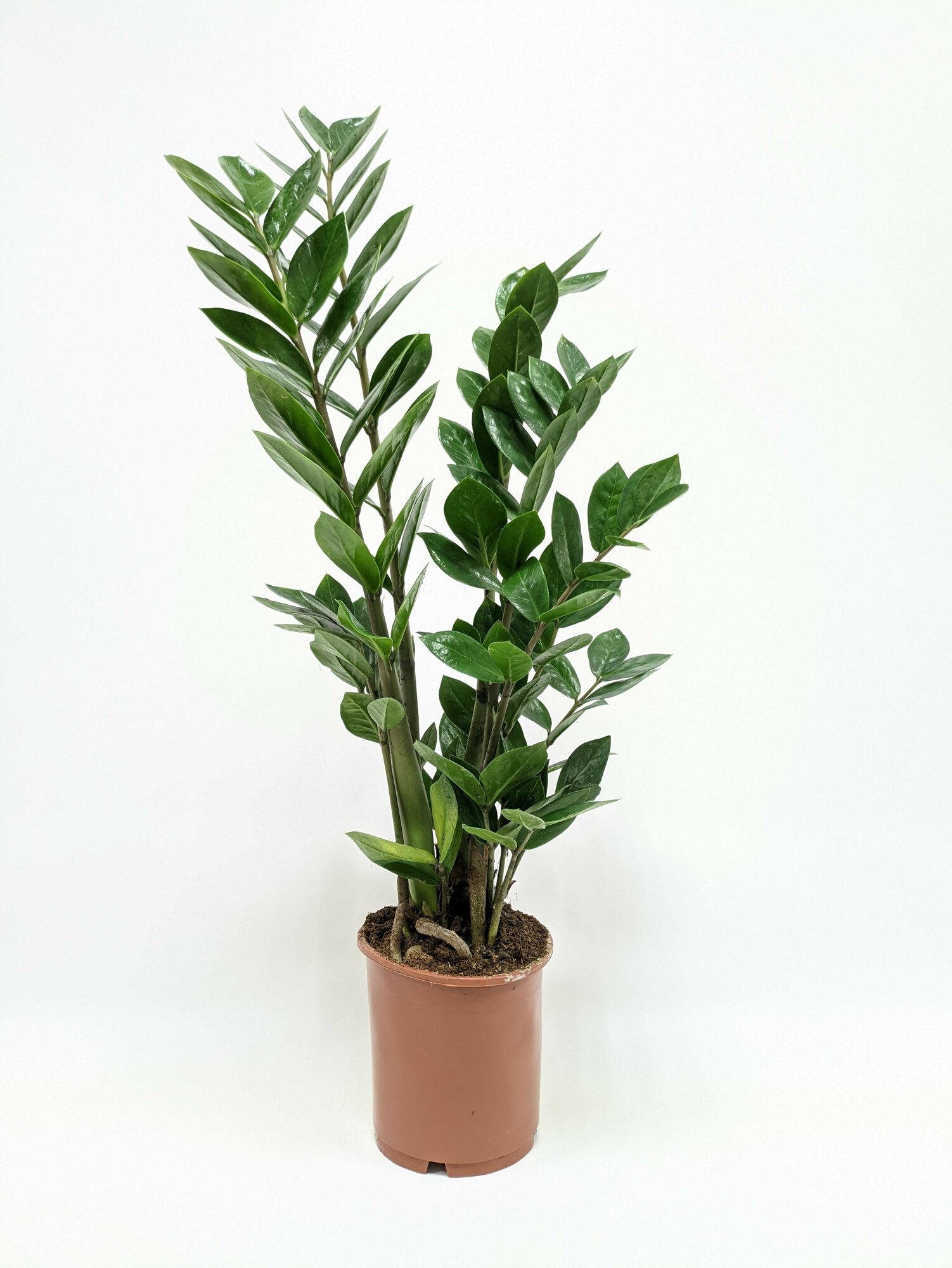 Замиокулькас 5+ веток  диаметр горшка 14см высота 50-60см