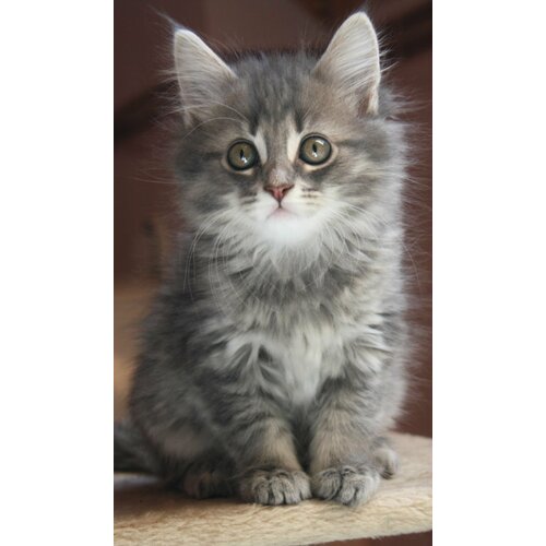 Инфракрасный обогреватель Котенок 1680₽