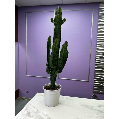 Кактус 140см