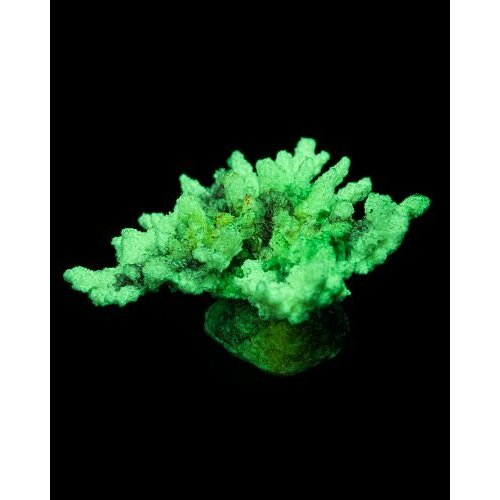 Grotaqua Кс-247 Коралл корона (зелёный), 13*10*6,5 см