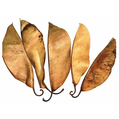 Листья магнолии XL, 5 шт