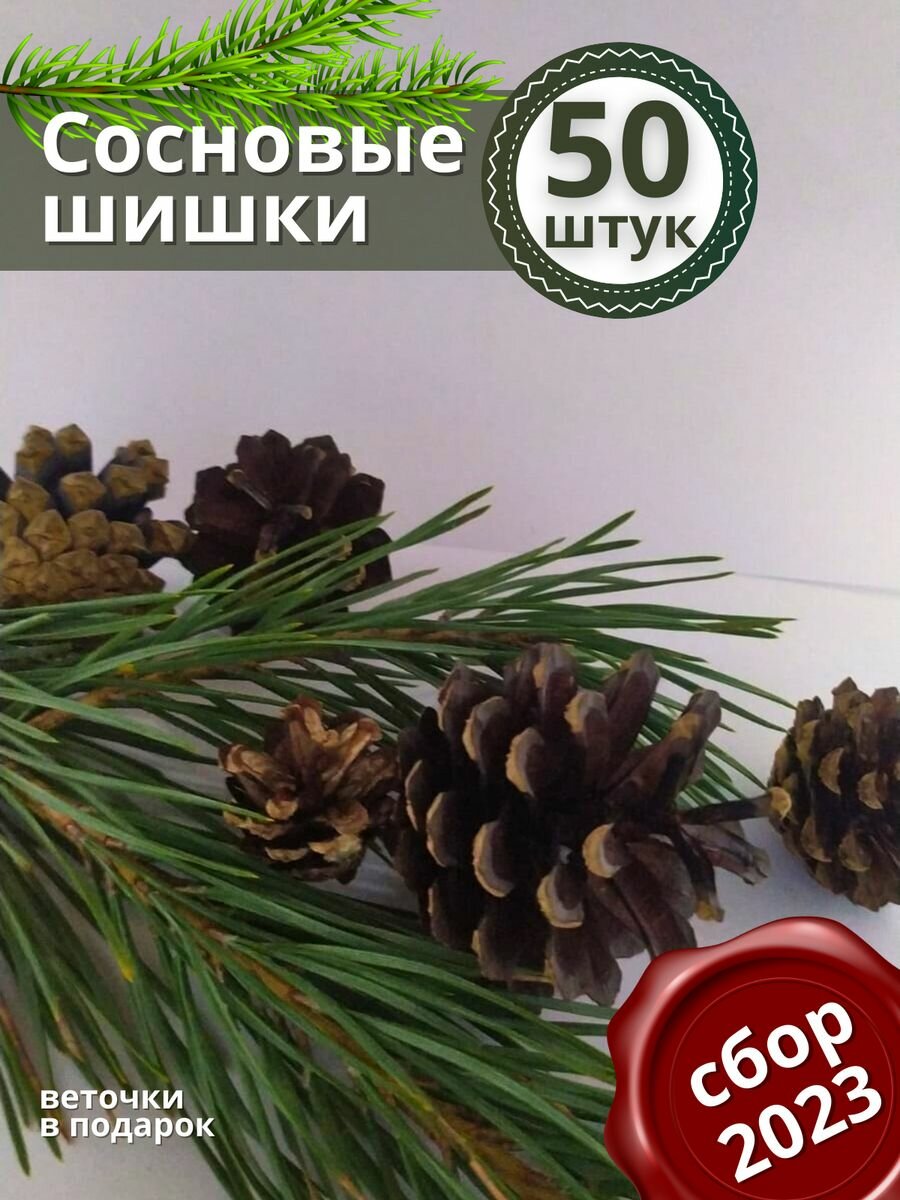 фото Сосновые шишки для поделок