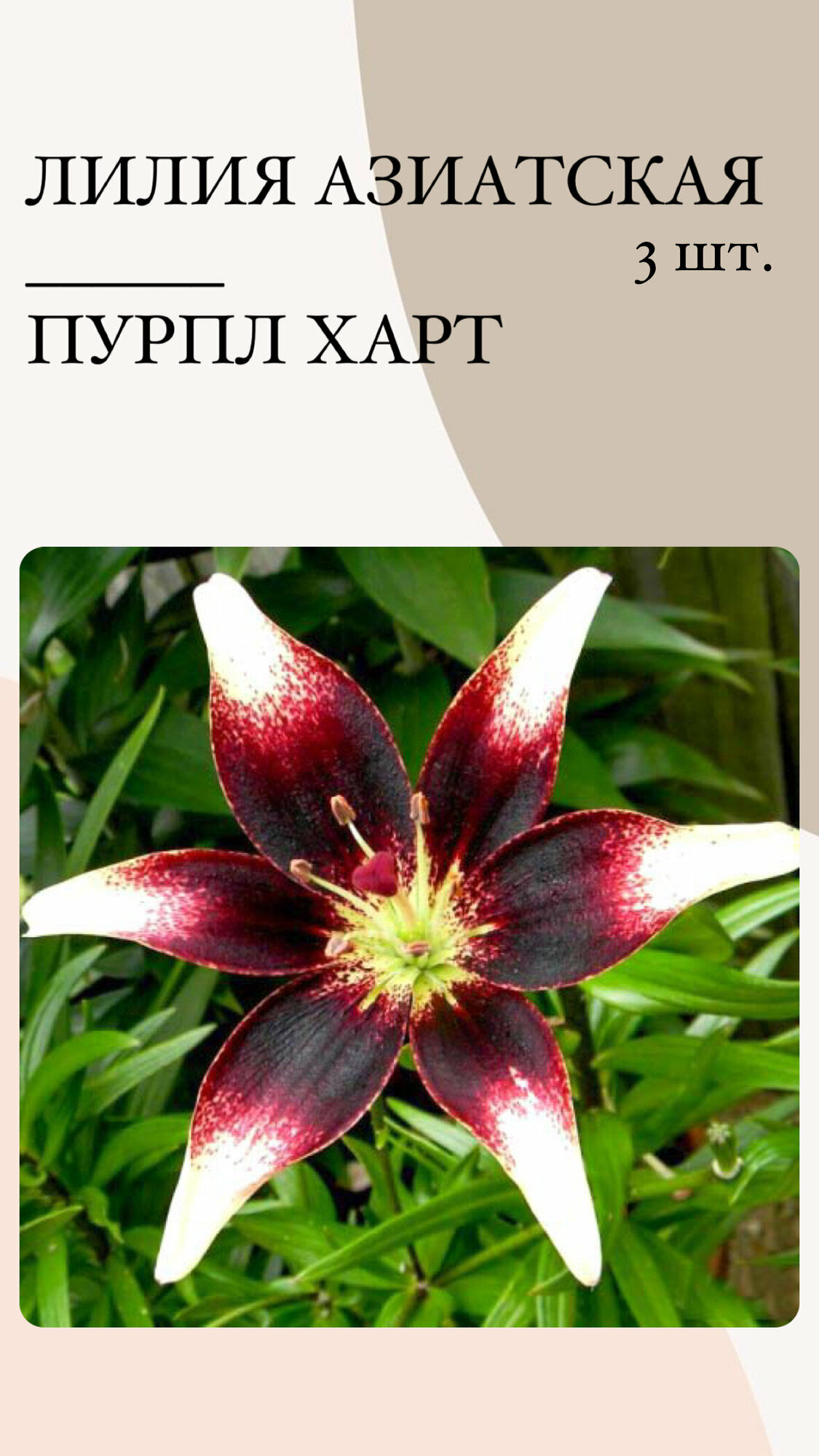 Лилия Пурпл Харт, луковицы многолетних цветов