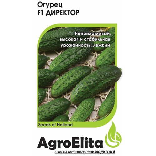 Семена Огурец Директор F1, 5шт, AgroElita, Nunhems семена огурец доломит f1 5шт agroelita nunhems