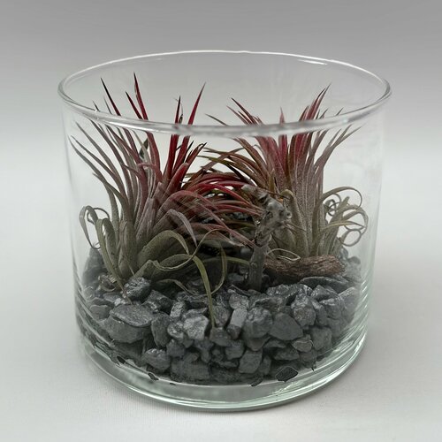 Комнатное растение тилландсия в стеклянном кашпо