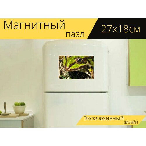 Магнитный пазл Пруд лягушка, лягушка, амфибия на холодильник 27 x 18 см.