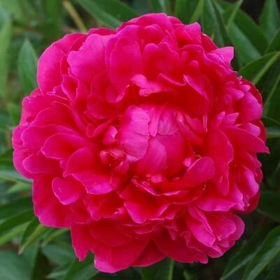 Пион травянистый Канзас корень