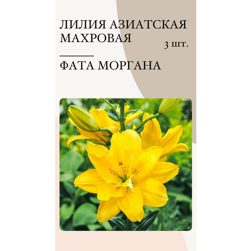 Лилия Фата Моргана - луковицы многолетних растений лилия фата моргана 1 уп 2 шт