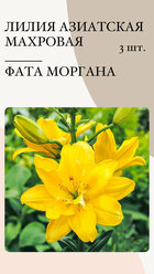 "Лилия Фата Моргана" - луковицы многолетних растений