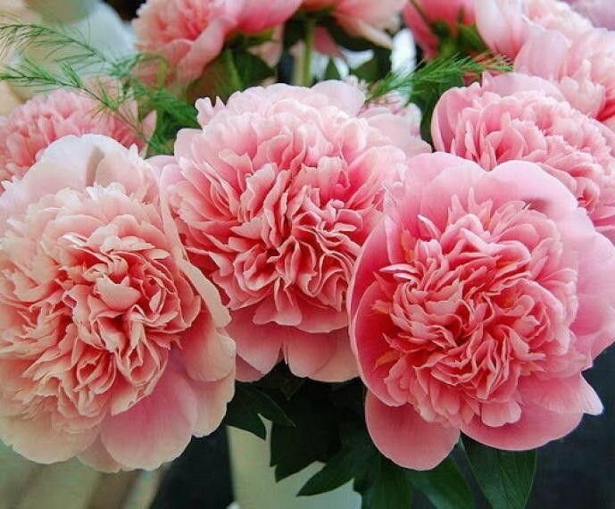 Пион Etched Salmon 1 шт.