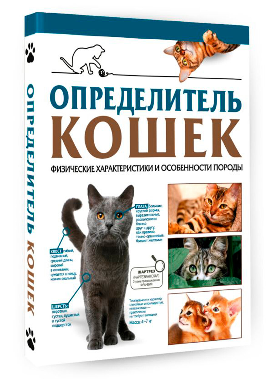 Определитель кошек. Физические характеристики и особенности породы - фото №2