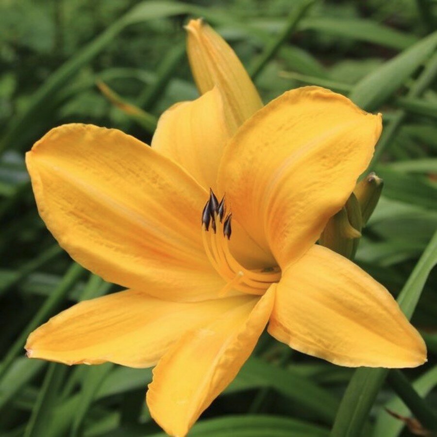 Лилейник Чикаго Санрайз (Holland Bulbs (Голландия)) Корневище I разбора (наивысшего качества) в горшке р9