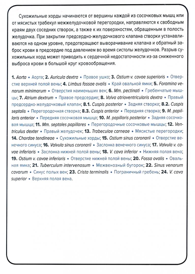 Анатомия человека. Ангиология. Карточки (45 штук) - фото №6