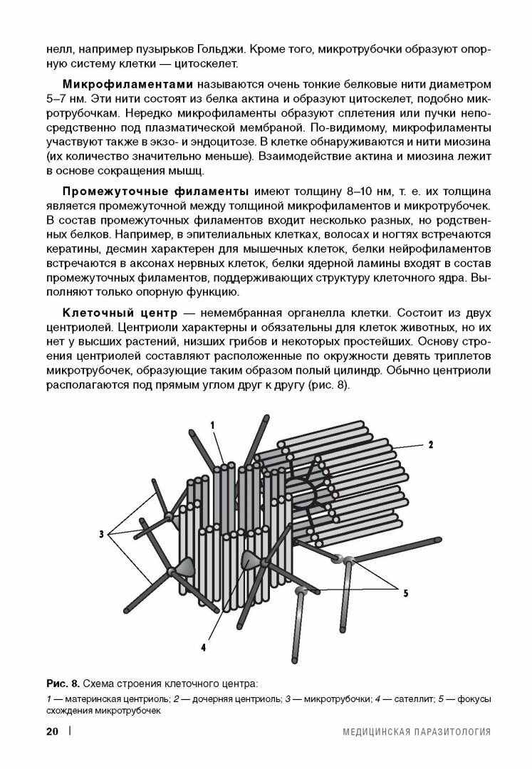 Медицинская паразитология (Мяндина Галина Ивановна, Тарасенко Екатерина Владимировна (художник)) - фото №3