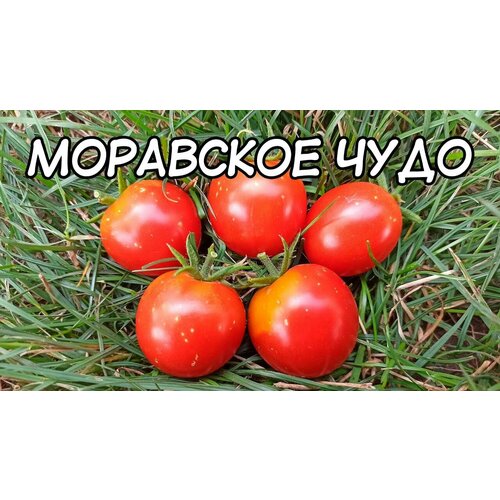 Коллекционные семена томата Моравское Чудо