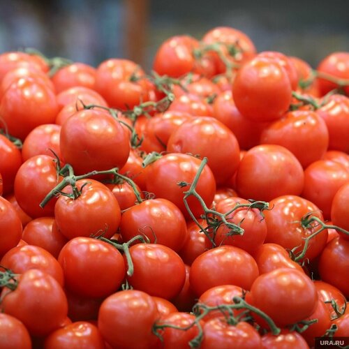 Коллекционные семена томата Курганские