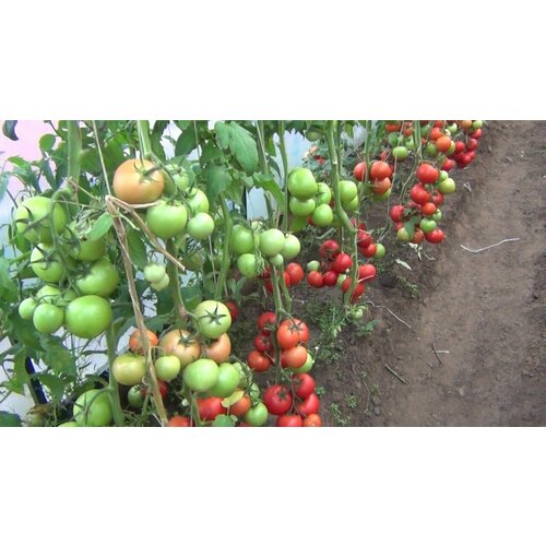 Коллекционные семена томата Адонис