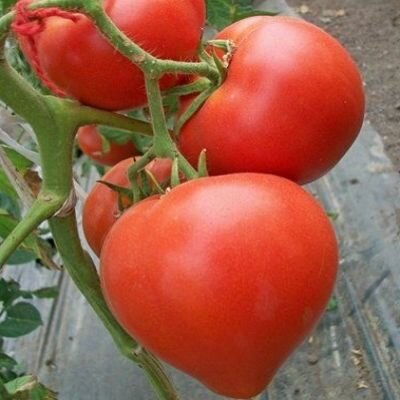 Коллекционные семена томата Большая мамочка