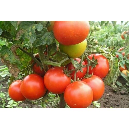 Коллекционные семена томата Александра