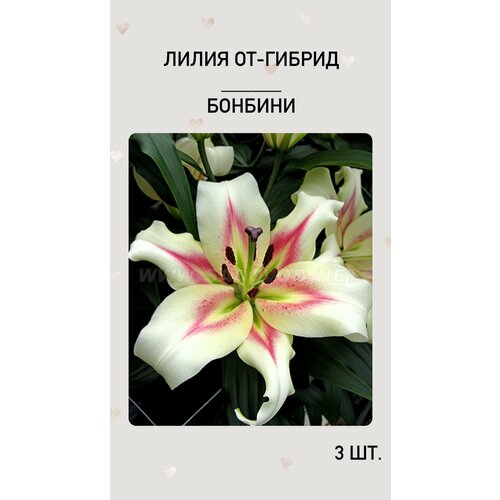 лилия бонбини от гибрид 2шт Лилия Бонбини, луковицы многолетних цветов