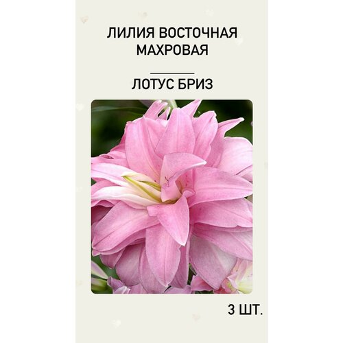 Лилия Лотус Бриз, луковицы многолетних цветов луковицы лилия восточная махровая лотус бриз 1 шт