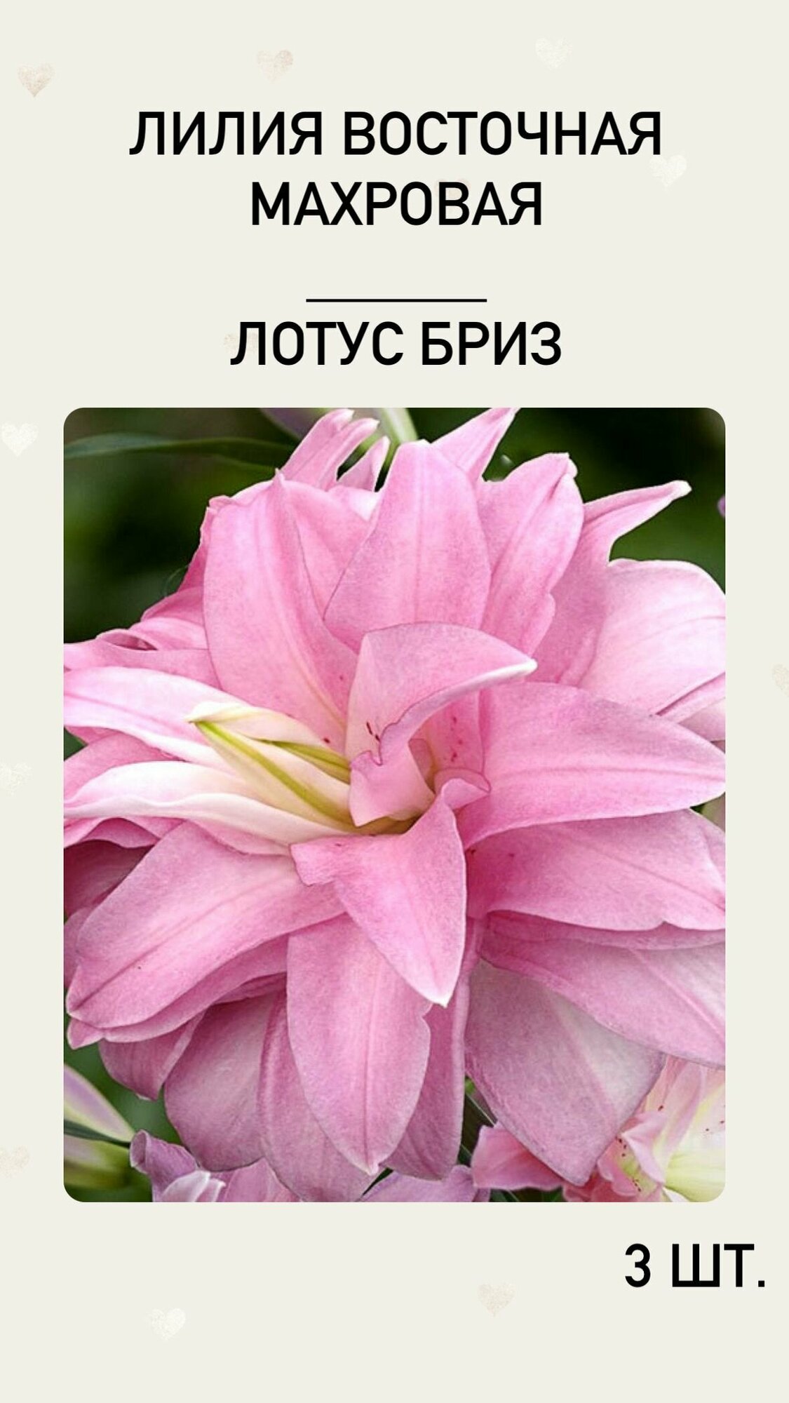 Лилия луковицы многолетних цветов