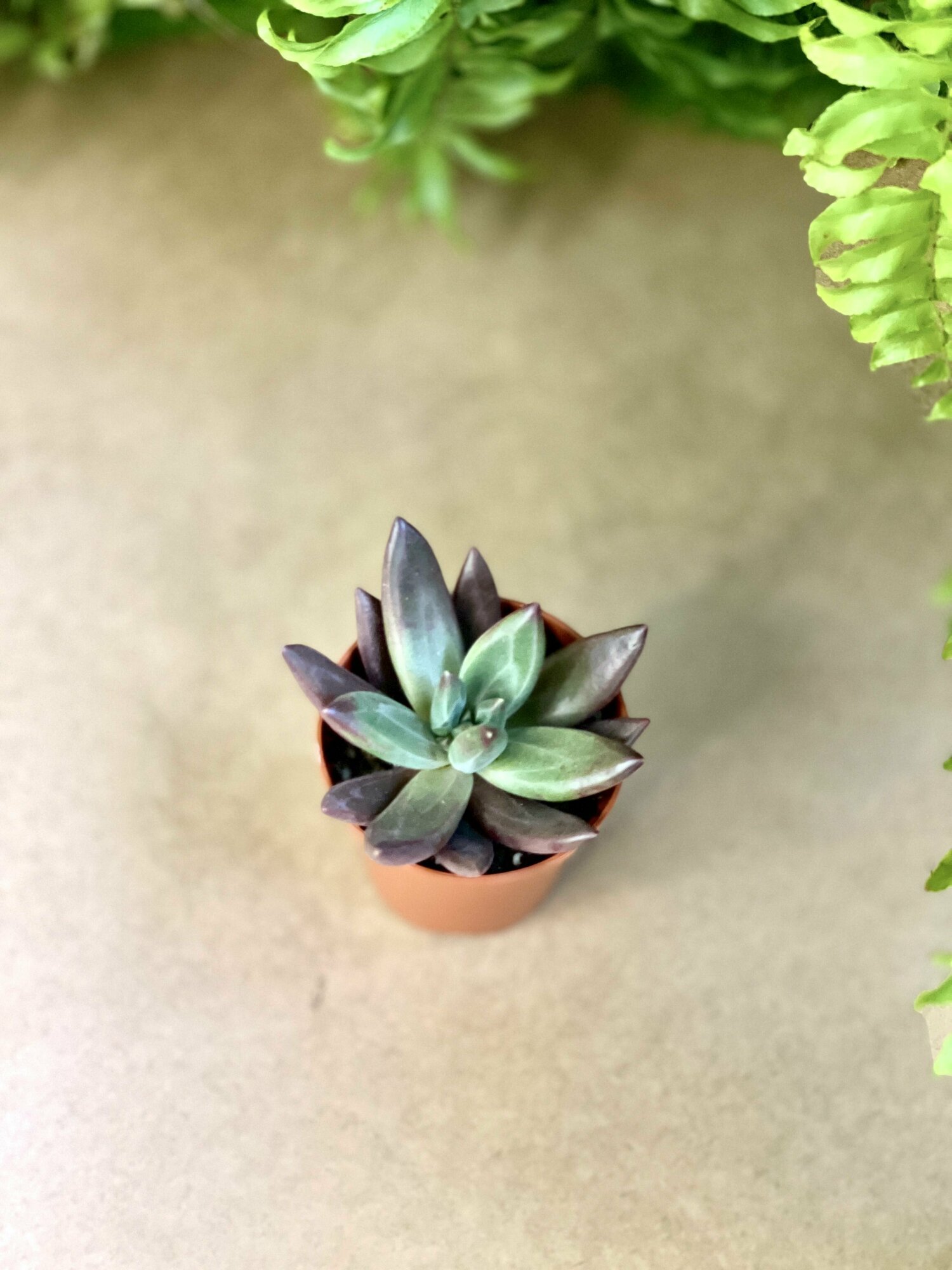 Эхеверия Элегантная (Echeveria Elegant) D5см